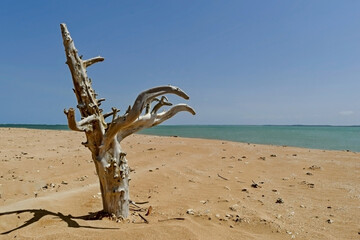 Pequeno tronco de árvore morto e retorcido em pequena ilha deserta e de areias escuras localizada em Cabrália, Bahia