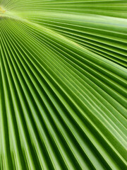 close up green plam leaf with lines, natural background