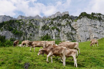Fototapeta na wymiar Cows in the Swiss Alps. Churfirsten, St. Gallen, Switzerland.