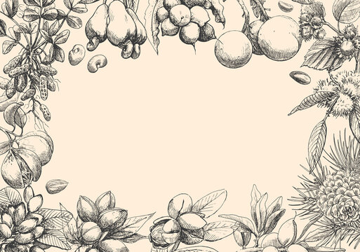Vector background with plants of nuts. Hand drawn elements. Sketch almond, brazil nut, nutmeg, macadamia, cashew, walnut, peanut, pistachio. Illustration for design