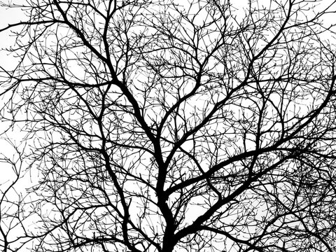 dry branch of tree silhouette on white background