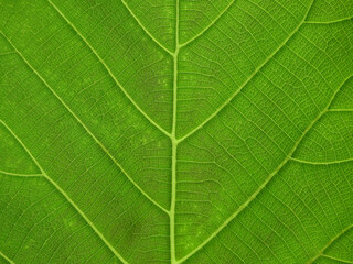 young green teak leaf texture