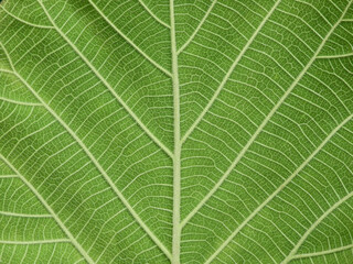 close up green teak leaf texture