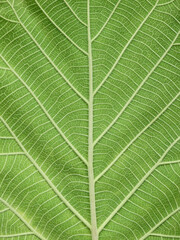 close up green teak leaf texture