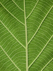 close up view shot of green teak leaf texture