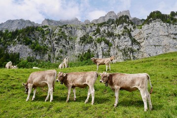 Cows in the Swiss Alps. Churfirsten, St. Gallen, Switzerland.