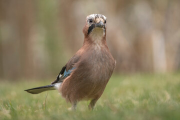 Eichelhäher auf der Wiese