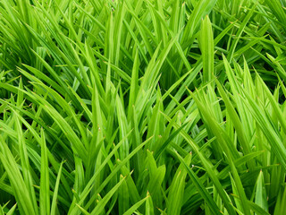 fresh green pandan leaf in garden