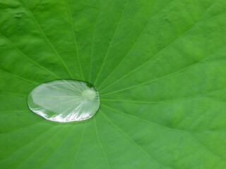 close up water drop on green lotus leaf texture