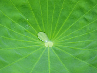 water drop on green leaf of lotus after rain