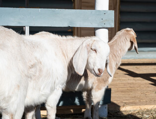 Fototapeta premium cute goats in the winter in a paddock looking at the camera