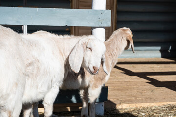 Fototapeta premium cute goats in the winter in a paddock looking at the camera