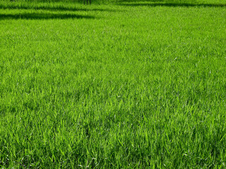 green grass field in meadow
