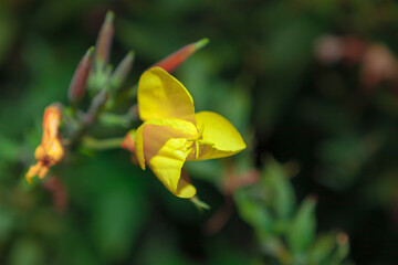 Yellow flower at green background 