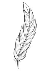 Bird feather vector illustration. Fluffy feather silhouette line art drawing