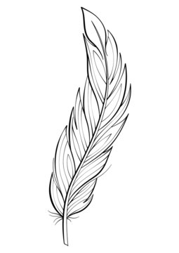 recommend clip art: Bird feather vector illustration. Fluffy feather silhouette line art drawing