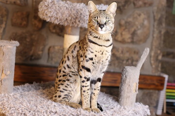 Incredible Savannah Cat that almost looks like a serval
