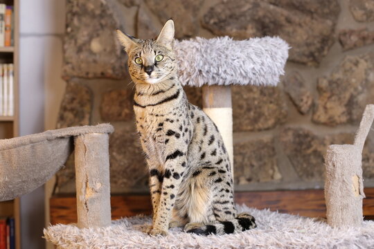 Incredible Savannah Cat that almost looks like a serval