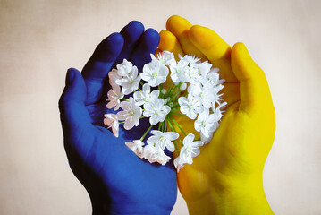 Pray for peace in Ukraine. Concept with hands coloured in the Ukrainian colours flag holding a white bunch of flowers symbol of peace. Stop the war. Russia / Ukraine war.