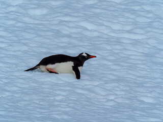 Obraz premium Closeup of a chinstrap penguin on its arduous uphill walk on the snow back to its rookery, Orne Harbor, Graham Land, Antarctic Peninsula. Antarctica