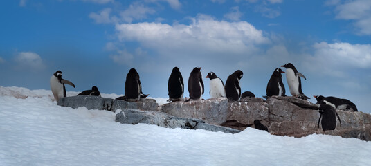 Gentoo penguzin rookeries, Damoy Point, near Port Lockroy, Palmer Archipelago, Antartctic Peninsula, Antarctica - obrazy, fototapety, plakaty