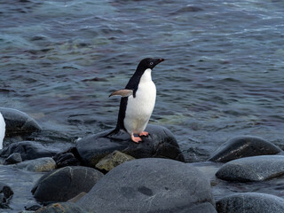 Adelie penguin hesitating to go fishing because of the presence of leopard seals in the waters,...