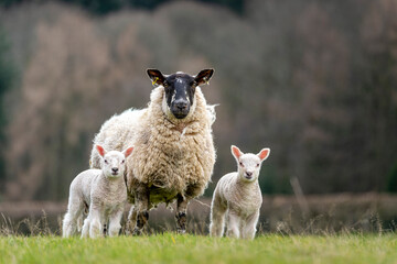 sheep and lambs in the field