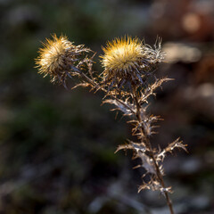 dried thistle flowers after winter on a path in Provence