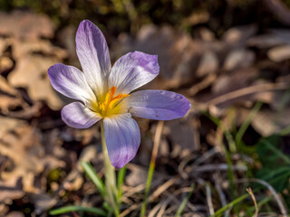 Arrival of spring with the first crocuses in the forest, Provence 