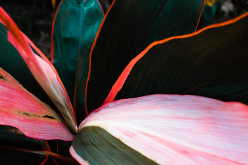 Selective focus , Leaf or plant Cordyline fruticosa leaves calming coral colorful vivid tropical nature background