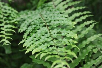 fern leaves