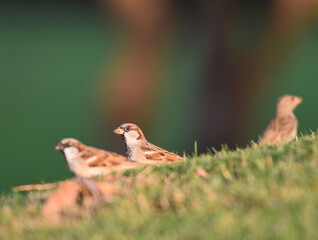 House sparrows at the garden