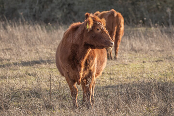 braune Kuh auf der Weide