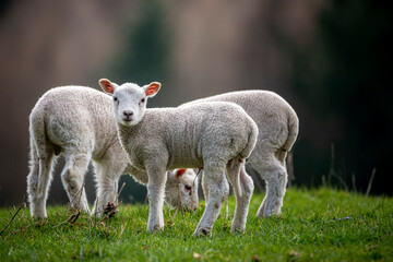 Obraz na płótnie Canvas lambs on a field