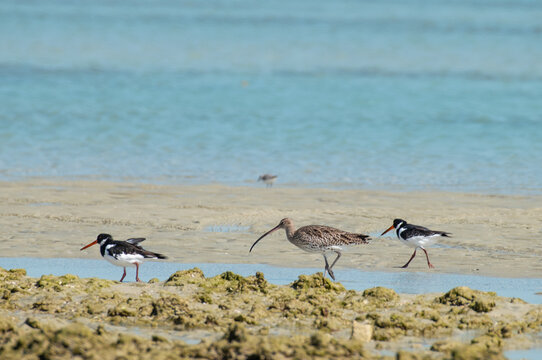 Shorebirds walking on the beach 