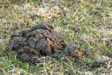 Pferdedung im Gras
