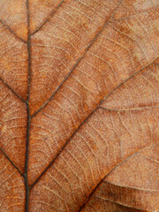 dry brown leaves texture ( teak leaves )