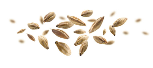 Barley malt grains levitate on a white background