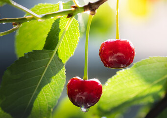 Closeup of cherries on cherry tree.