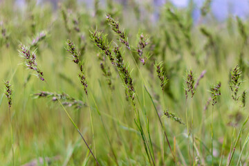 Poa pratensis green meadow grass.Grass Seeds.Natural background.Soft focus,blur - obrazy, fototapety, plakaty