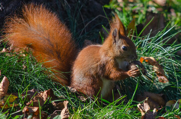 Squirrel with wallnut