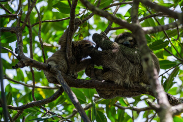 Sloths with baby in tree II