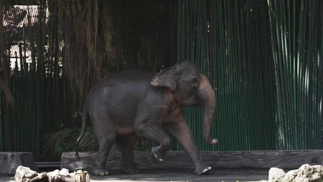 A gray elephant with a sore tucked leg hobbles jumping on three legs against the background of a wall of its green bamboo sticks and tree. Injured elephant walks around zoo. Elephant in captivity.