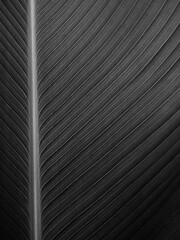 black leaf texture or background