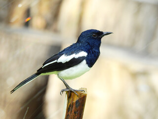 Naklejka premium male Oriental magpie robin bird ( Copsychus saularis ) perching on wooden pole in the raining
