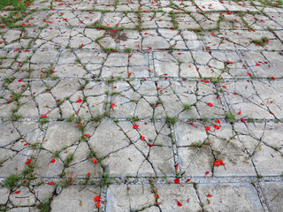red pride of barbados ( Caesalpinia pulcherrima (L.) Sw. ) falling on concrete pavement in the...