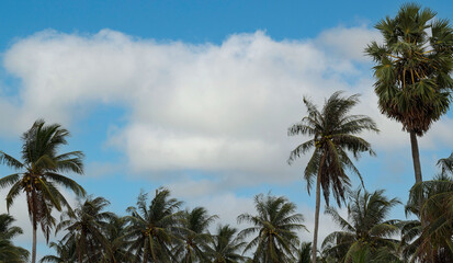 Obraz na płótnie Canvas Summer image with palm trees against blue sky and panorama, tropical Caribbean travel destination.