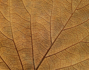 dry brown leaf of Bastard teak ( Butea monosperma )