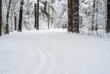 Ski track at winter forest. Snow covered trees