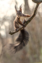 Eichhörnchen auf Ast 2